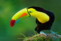 Tukan kratkozoby - Ramphastos sulfuratus - Keel-billed Toucan o4879